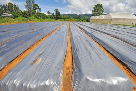 Greenhouse Covering by Agricultural Blown Film Machine